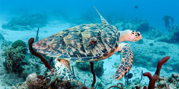 Dive With South Florida Diving Headquarters